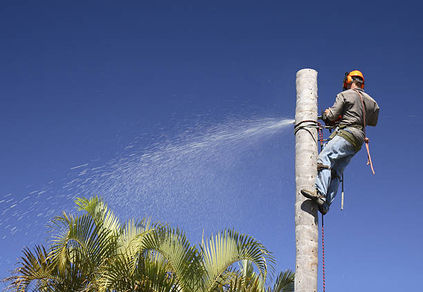 Best Tree Mulching  in Dallastown, PA