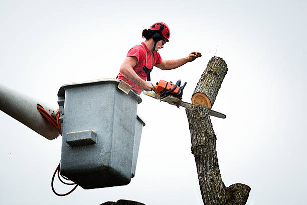 Best Hazardous Tree Removal  in Dallastown, PA