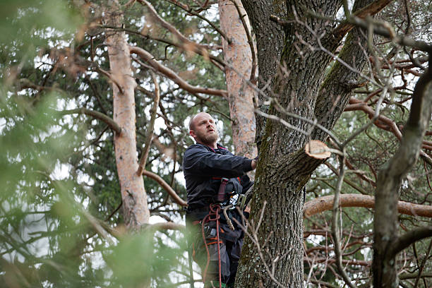 Best Tree Risk Assessment  in Dallastown, PA